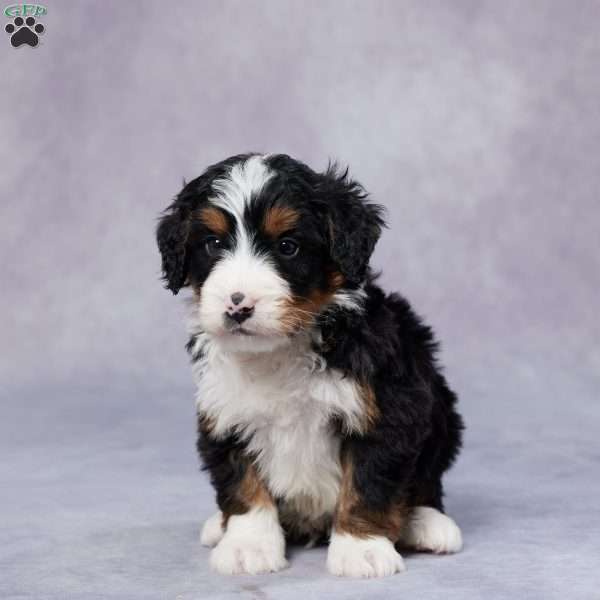 Dan, Mini Bernedoodle Puppy